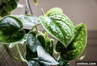How to Use Coffee Grounds to Boost Houseplant Growth