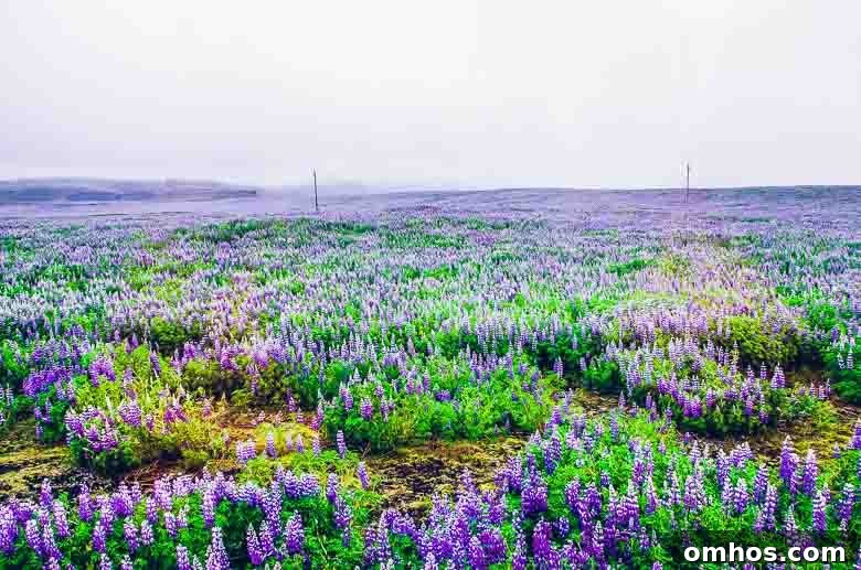 Iceland South Coast and Golden Circle: Day Trip Itinerary 16 Field of Lupines Iceland South Coast Golden Circle