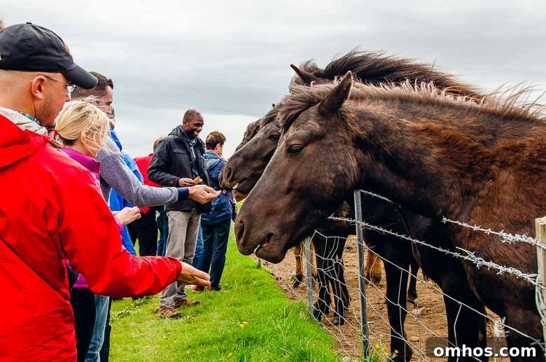 Iceland South Coast and Golden Circle: Day Trip Itinerary 17 Feeding Wild Horses Iceland South Coast Golden Circle