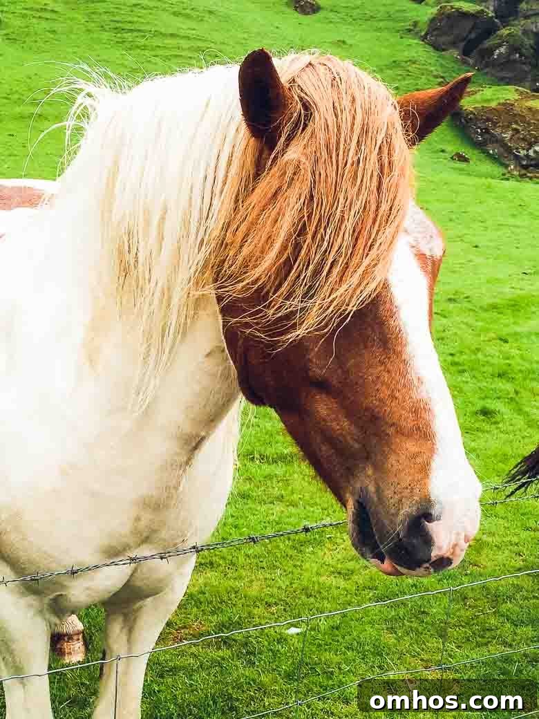 Iceland South Coast and Golden Circle: Day Trip Itinerary 18 Wild Horse Iceland South Coast Golden Circle