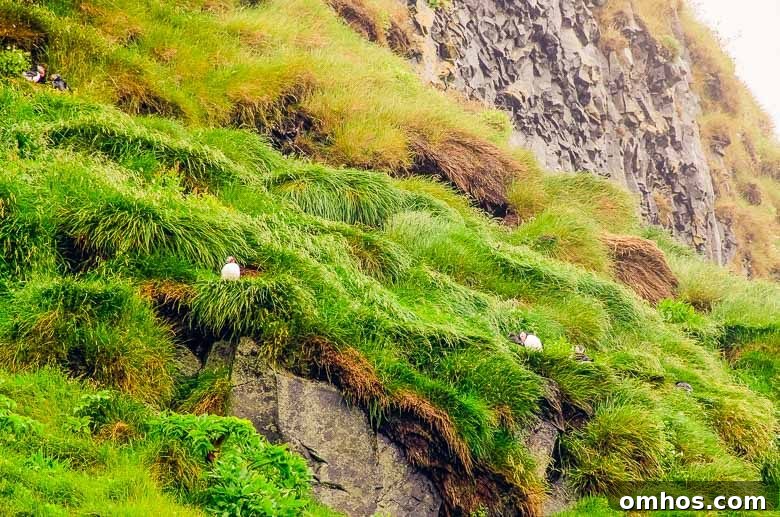 Iceland South Coast and Golden Circle: Day Trip Itinerary 22 Puffins at Reynisfjara Black Sand Beach Vik Iceland