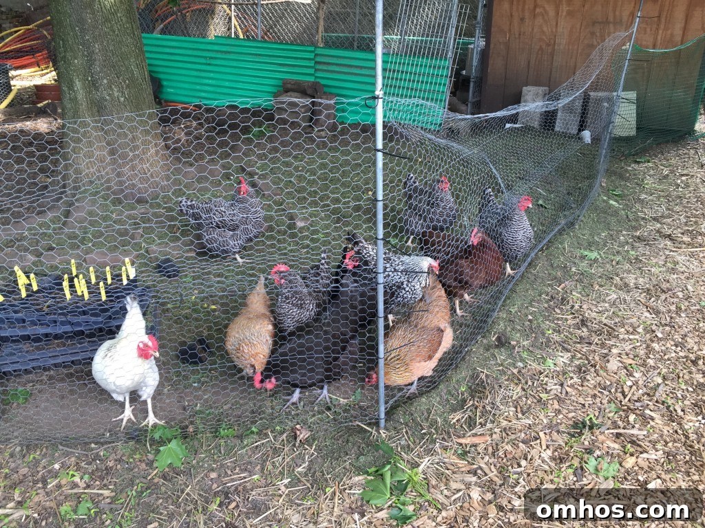 Productive Chickens