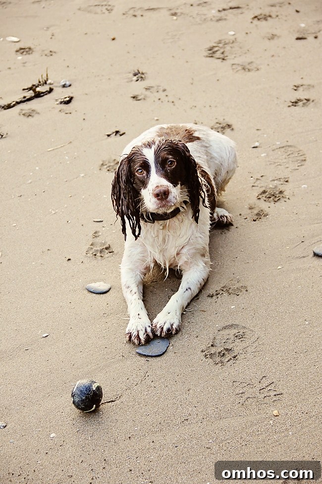 Seagull standing on wet sand