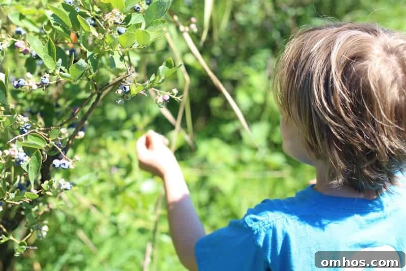 Blueberry Picking in Oregon at Bella Organic Farm