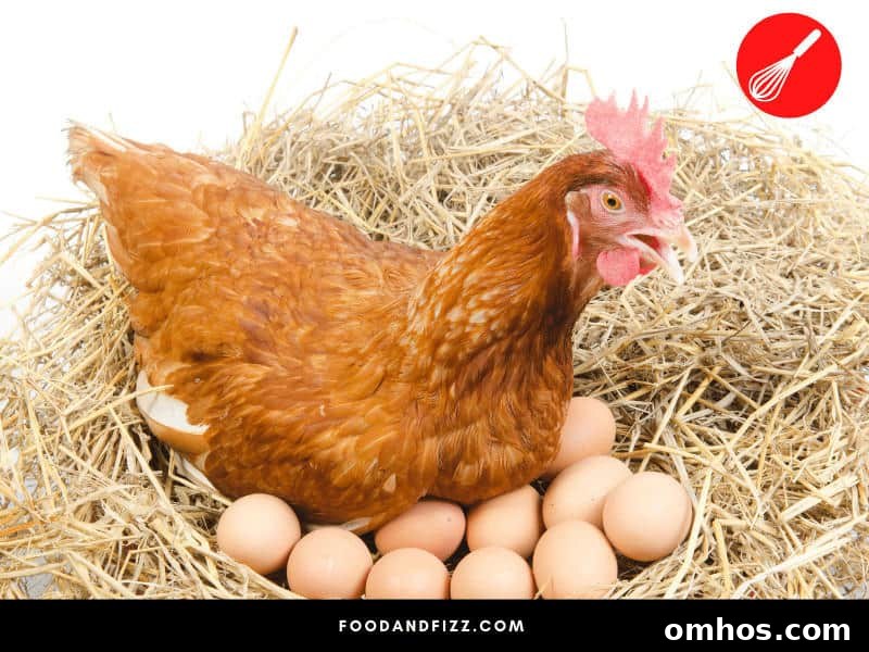 A mother hen forming a clutch of potential chicks.