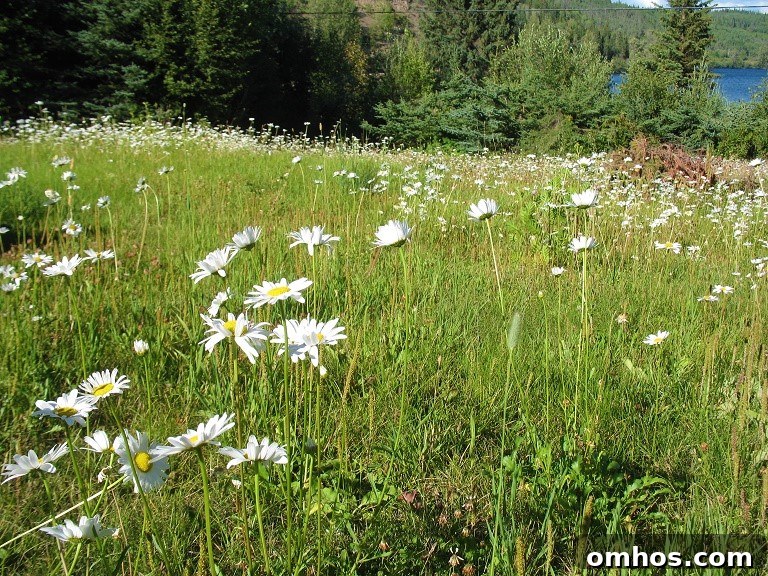 Lazy Man's Skillet Bannock Recipe from Francois Lake Cabin 16 skillet bannock, and wildflowers at the cabin